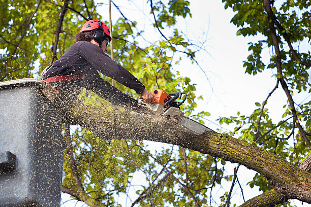 The Steps Involved in Our Tree Care Process in Prairie Ridge, WA